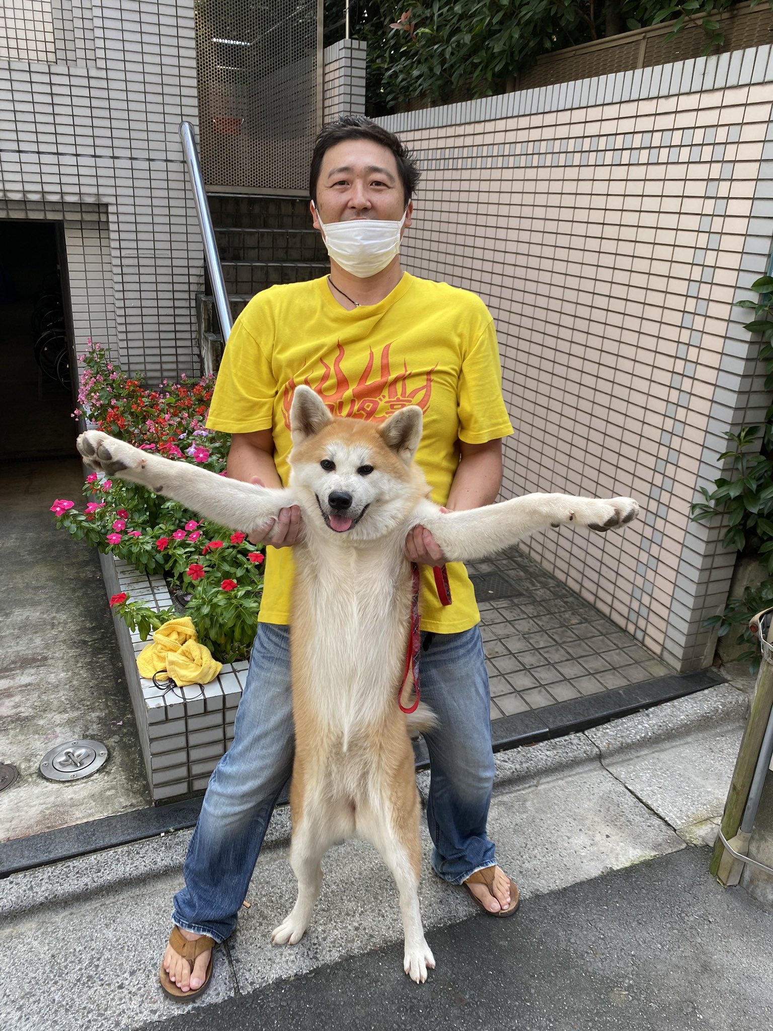 تويتر フロリダ亭 على تويتر ヒナちゃん本日来店してます ただいま6ヶ月ほどですがもうこんなに大きくなりました カレーを食べたらもふもふしてあげてください 秋田犬 柴犬 カレー 池袋グルメ 犬のいる生活 犬好きと繋がりたい わんこのいる生活 犬の