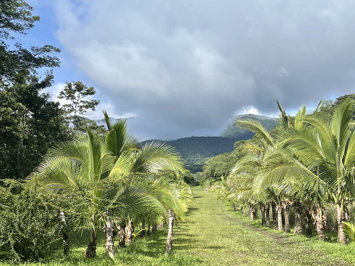 Costa Rica 🇨🇷 es Pura Vida! 

#CostaRica #travelblogger  #travel  #nature #volcano #hiking #explore #rainyseason