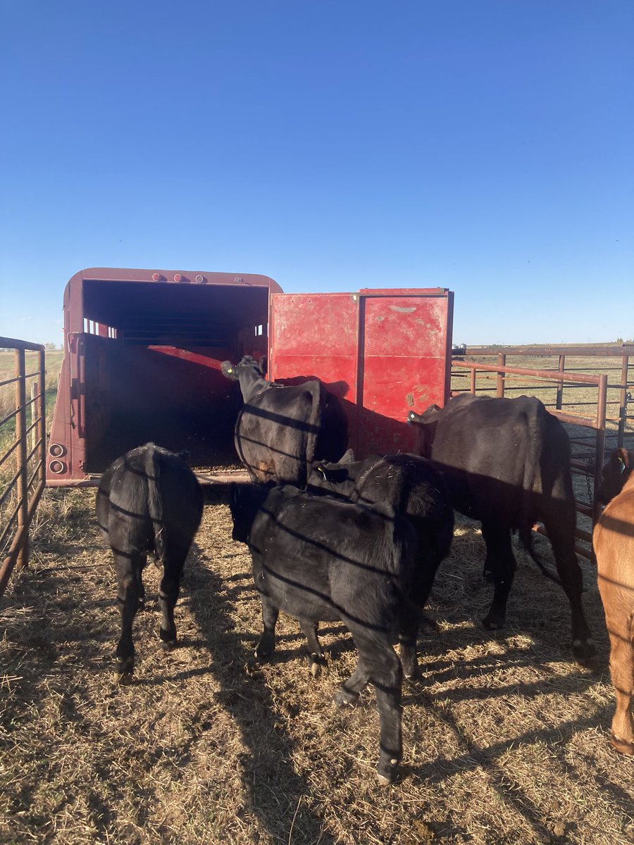 David Sammon Rodeo David Sammons (@SamLandCC) / Posts / X
