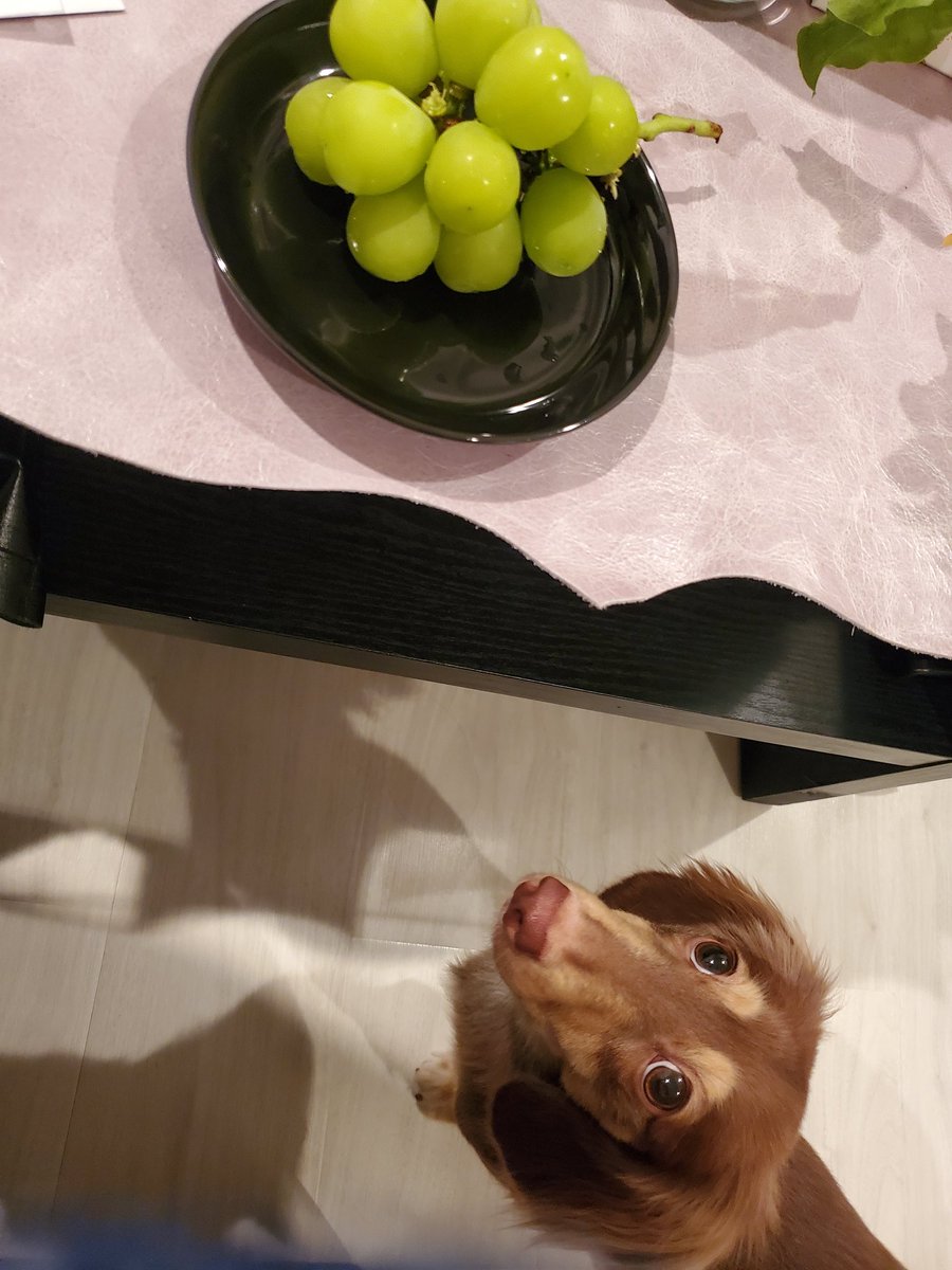 Uzivatel Pecora Na Twitteru 葡萄は 中毒症状を起こして大変なことになります あと 無花果やネギ系統 チョコレート キシリトールも絶対ダメですよ Uzivatel Pecora Na Twitteru 葡萄は 中毒症状を起こして大変なことになります あと 無花果やネギ系統 チョコレート キシリトールも絶対ダメですよ