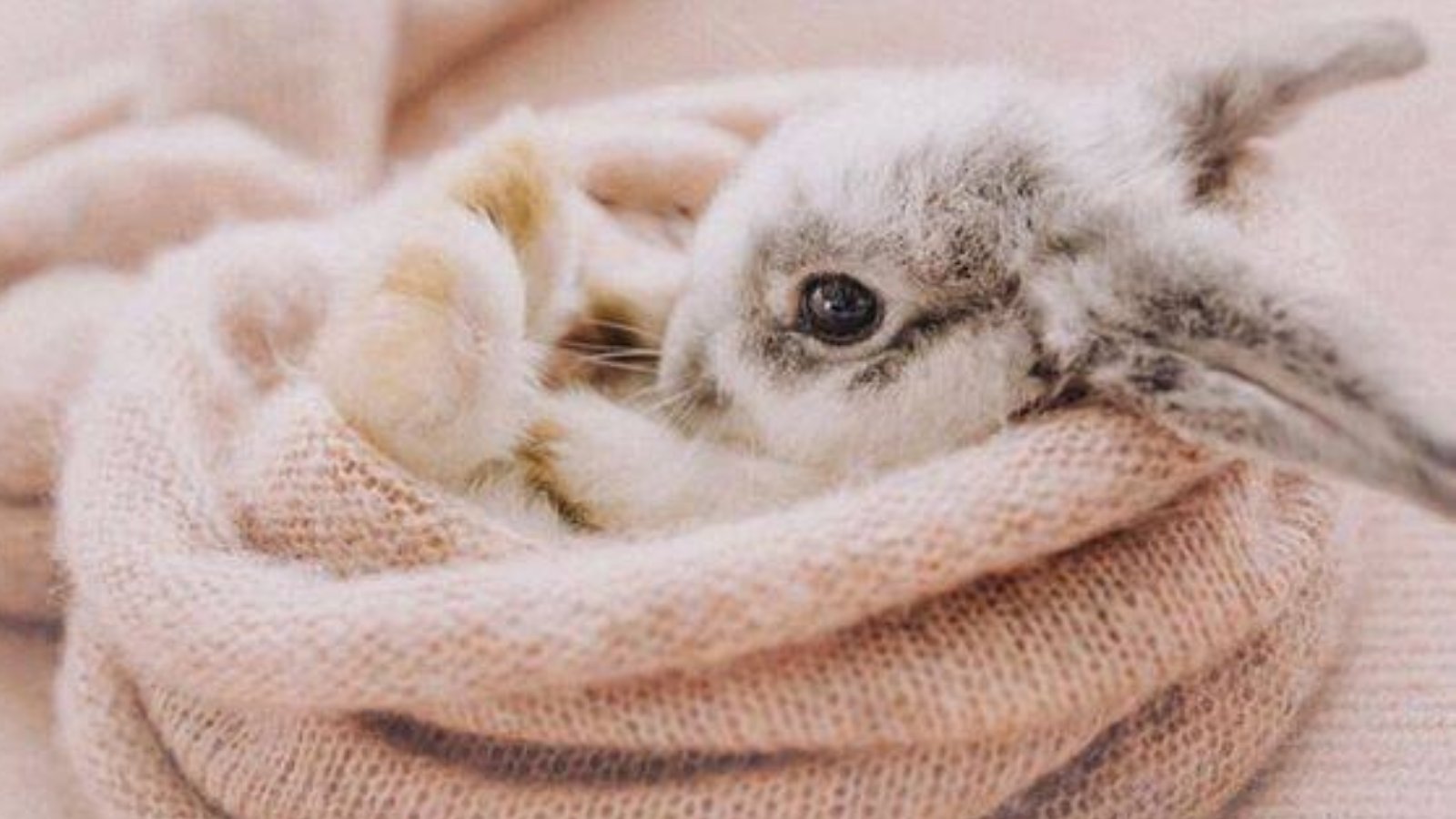 Daily Bunny Memes 🇺🇦 on X: Shhh, the baby bunny is trying to sleep! # bunnies #rabbit #rabbits #rabbitlove #rabbitlife #bunny #bunnylove  #bunnylovers #bunnyrabbit #うさぎ #兎  / X