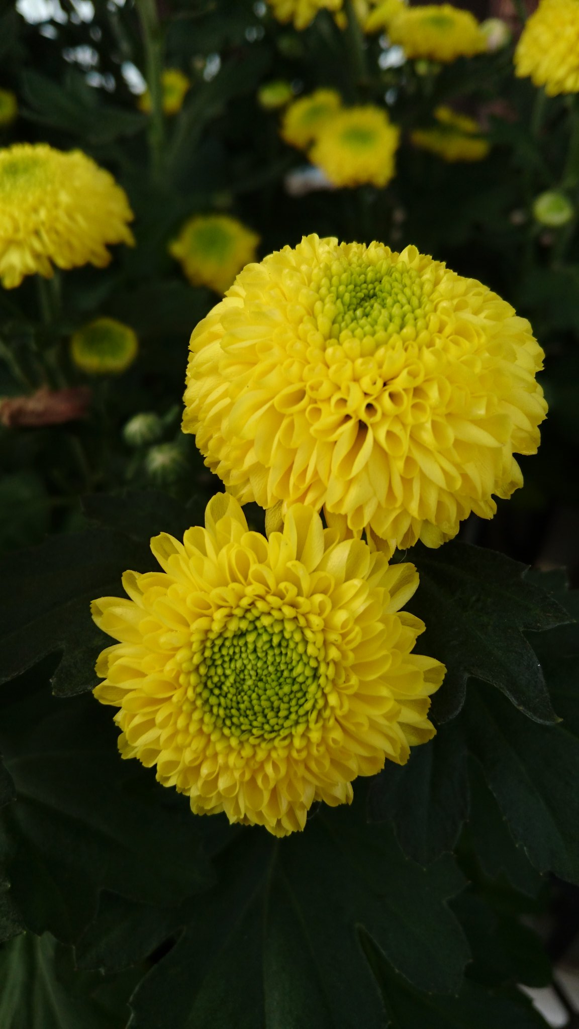 スーパーやさいマン ポットマム 洋菊 の画像 花名はアメリカで品種改良した鉢植え向きの菊に由来 花言葉は 高潔 清らかな愛 ポット 鉢植え 菊 高潔 清らか 愛 T Co 7w3chhbgnj Twitter
