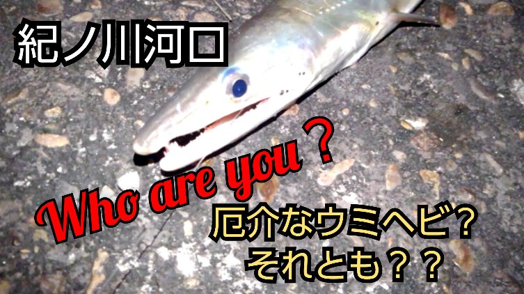 いこらtv 紀ノ川河口右岸 夜釣り 2109 釣り 和歌山釣り 夜釣り 紀ノ川 Fishing T Co Xmzswtlvwb