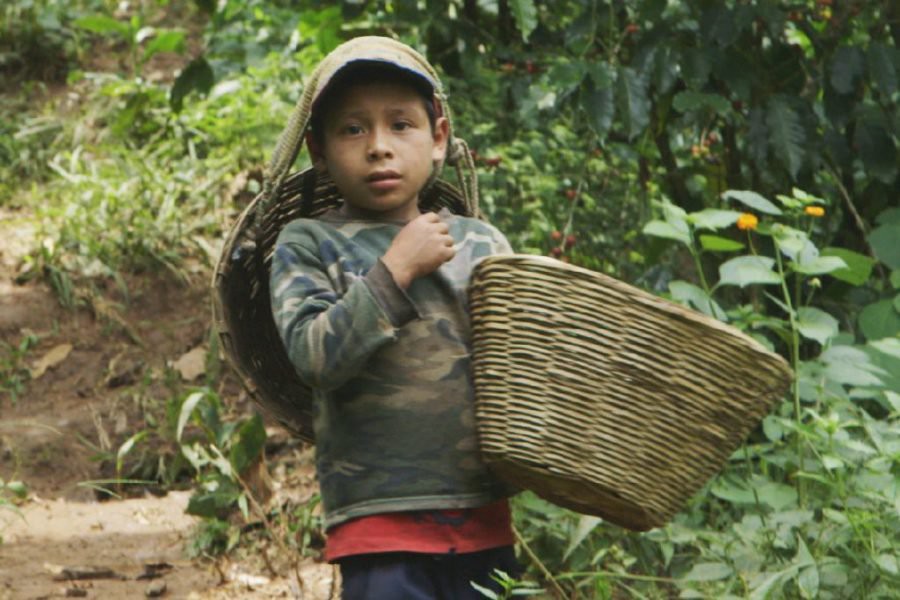 #UNGA adopted in 2015 the Sustainable Development Goals- #SDGs,  in 2021, 6 yrs later, there is more misery, more hunger, more malnutrition &amp; more child labor- 2021 is Intl Year for the Elimination of Child Labor. Even coffee, tea &amp; cocoa <a href="/UN/">United Nations</a> <a href="/UNICEF/">UNICEF</a> @ILO <a href="/UNDP/">UN Development</a> have child labor!