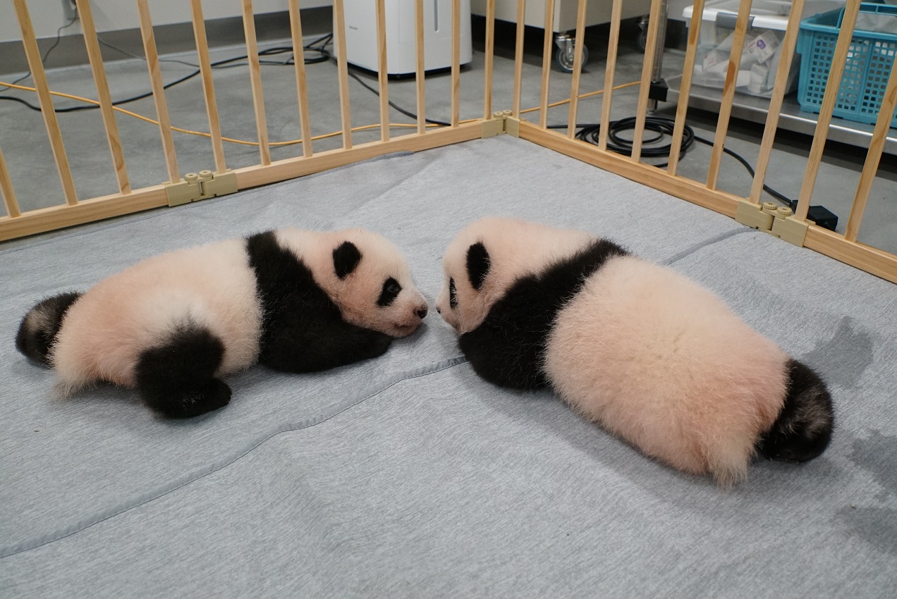 上野動物園 公式 ジャイアントパンダ シンシン と6 23に生まれた子どもたちの近況をアップしました 詳しい情報はこちら T Co Cxefuekgnw