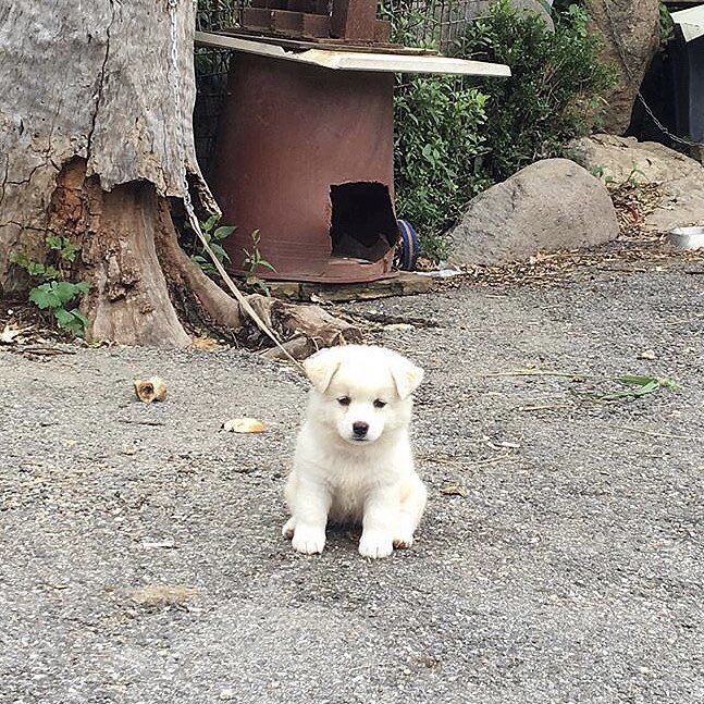 언젠가 마주쳤던 시골강아지 ´•`