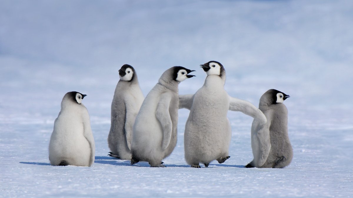 penguins365's tweet photo. Ok, let's play, I'm Loke, and you're Thor. We put dresses on, and go get your hammer back! 🐧   

#PenguinOfTheDay 
#PenguinGods #PleasePlayWithMe 
#NorseMyth #Thrymskvida #Thor #Loke # Freya #Thrym #Penguins 

📸 Jan Vermeer https://t.co/w16HmPL6UF