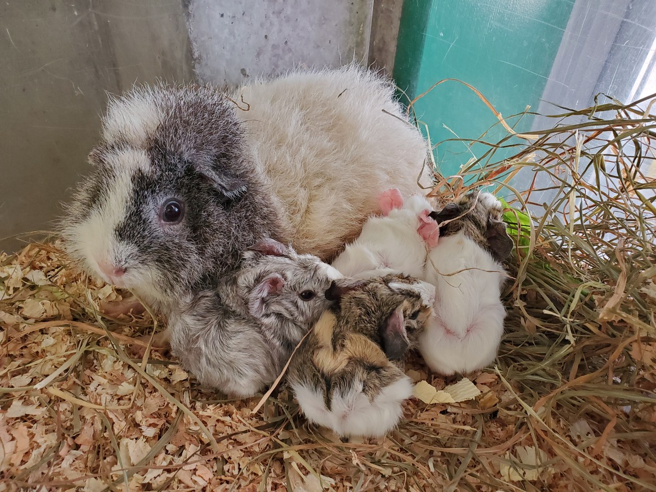 ヒノトントンzoo 羽村市動物公園 モルモットの赤ちゃんが産まれました 小さくてクリクリしてて とても可愛いですよね 3枚目の写真は出産前のお母さんモルです お腹がパンパンでしたが 無事に産まれて来てくれて良かったです 羽村市動物公園