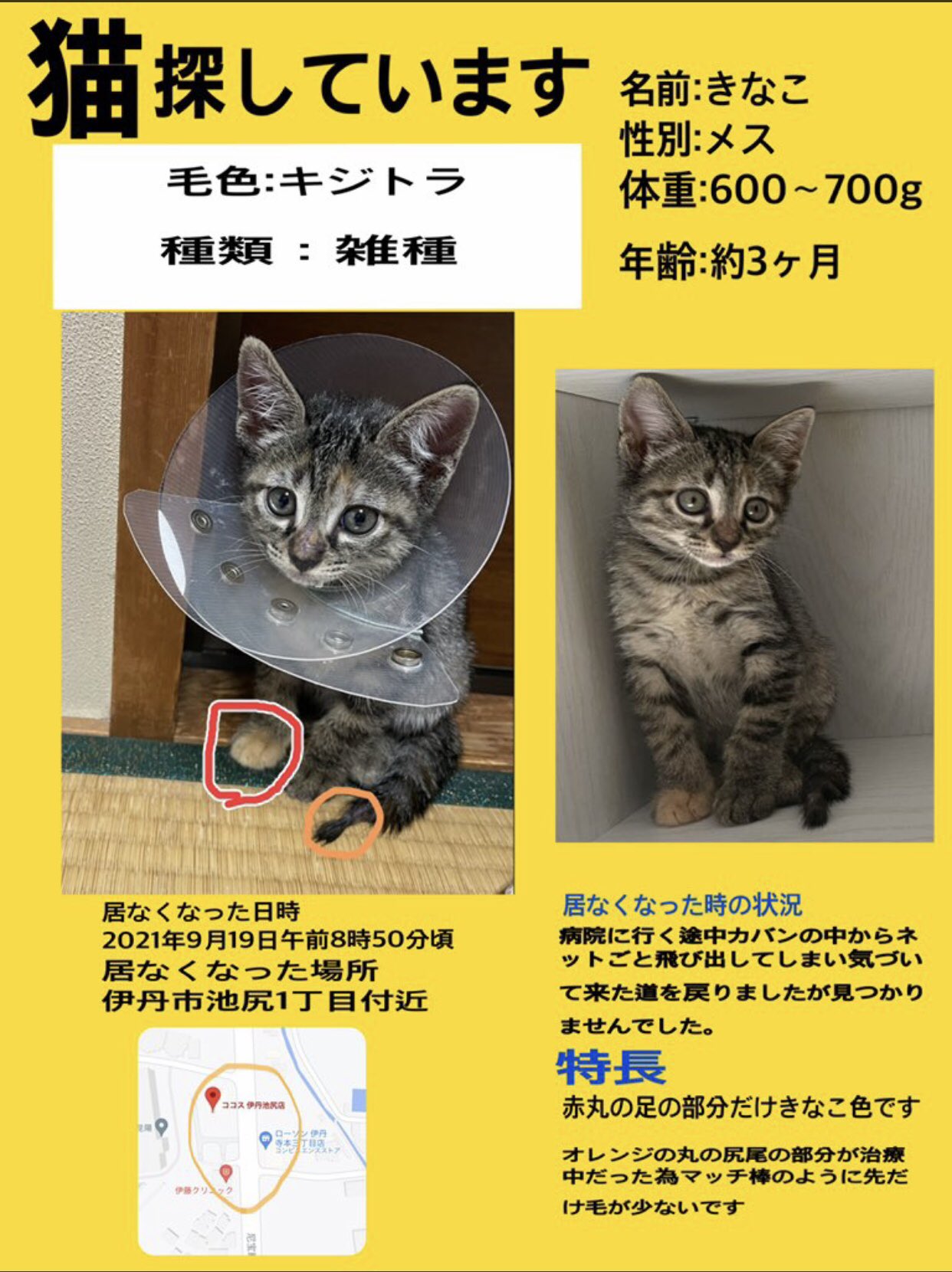 保護猫カフェ ニャーニャの森 Nya Nyanomori Twitter