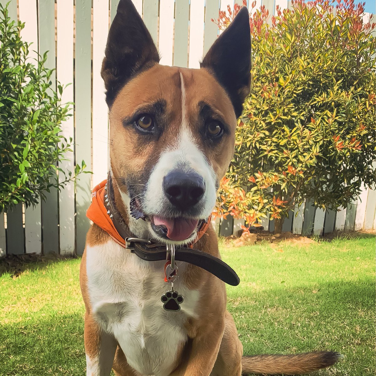 KudaTheStudioDog tweet media