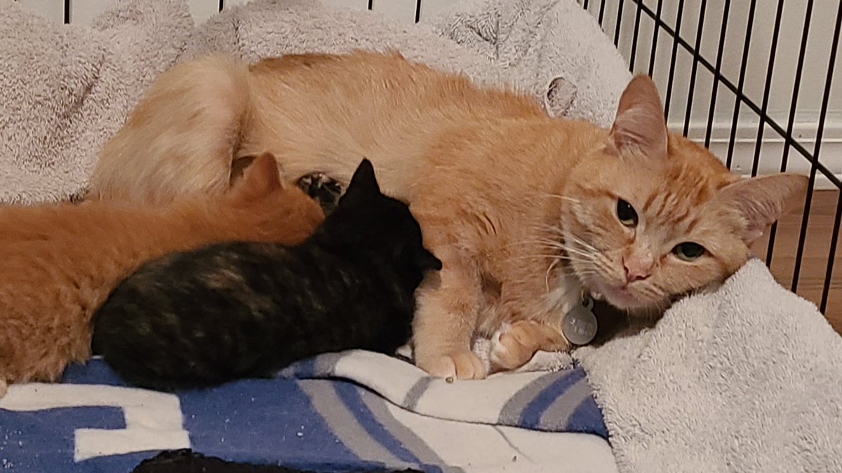 <a href="/buitengebieden_/">Buitengebieden</a> My daughter recently rescued a stray cat that my wife &amp; I took in, about 10 months old. She turned out to be pregnant and had two kittens! I wish my dogs were as easy going as this guy is! 🐈 🐕