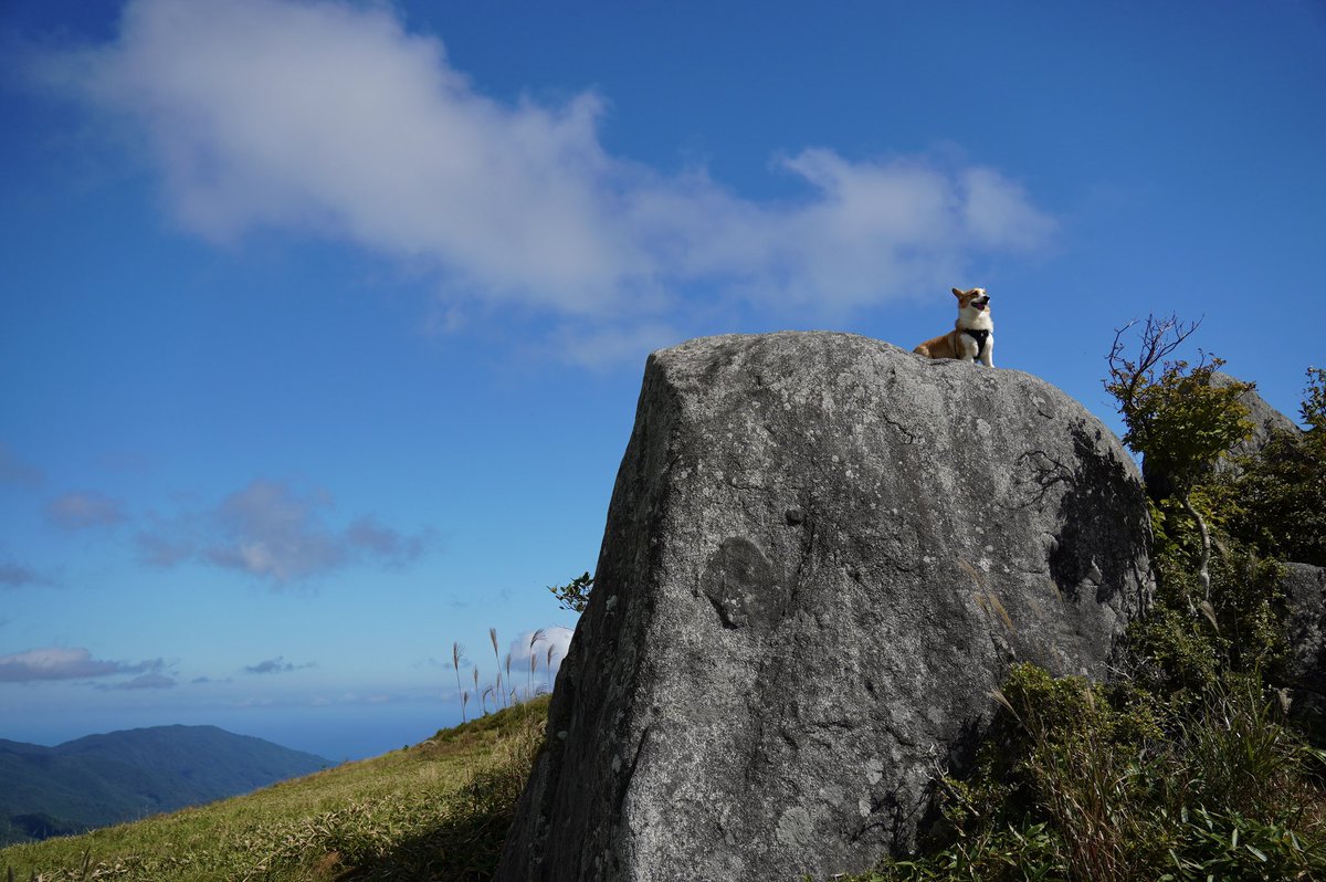 コーギー犬 乱丸 もののけ姫のモデル 諸説あり 犬のいる暮らし 犬好きな人と繋がりたい 短足部 コーギー Corgi Dog 夏虫山 大船渡 三陸町