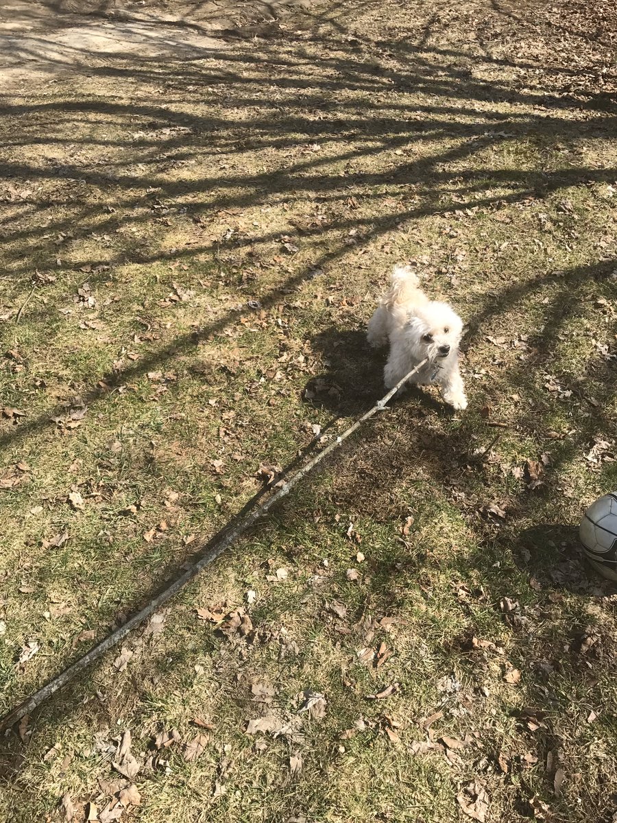 Forgot_N | VOTE FOR PENGUIN tweet media