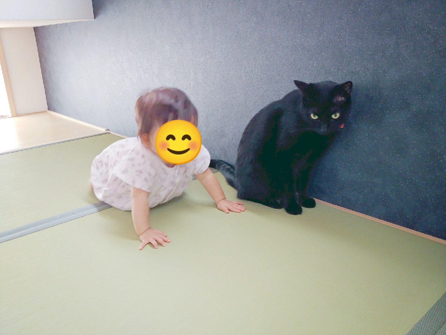 仔猫を拾ったので على X: 仔猫を拾ったので على X: