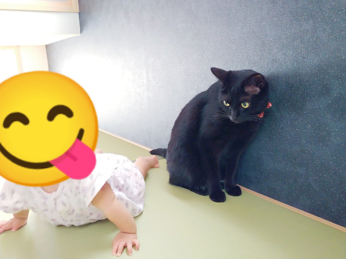 1252日目 壁と同化する黒猫 気配を消しているのか敵意が無いことを乳児にアピールしたいのか いずれにせよ乳児は２歳児ほど黒猫 に興味がないのか居て当然と思っているのか黒猫をひと揉みすると 最近スピードアップしてきたほふく前進でズリズリ這いながら黒猫のもと