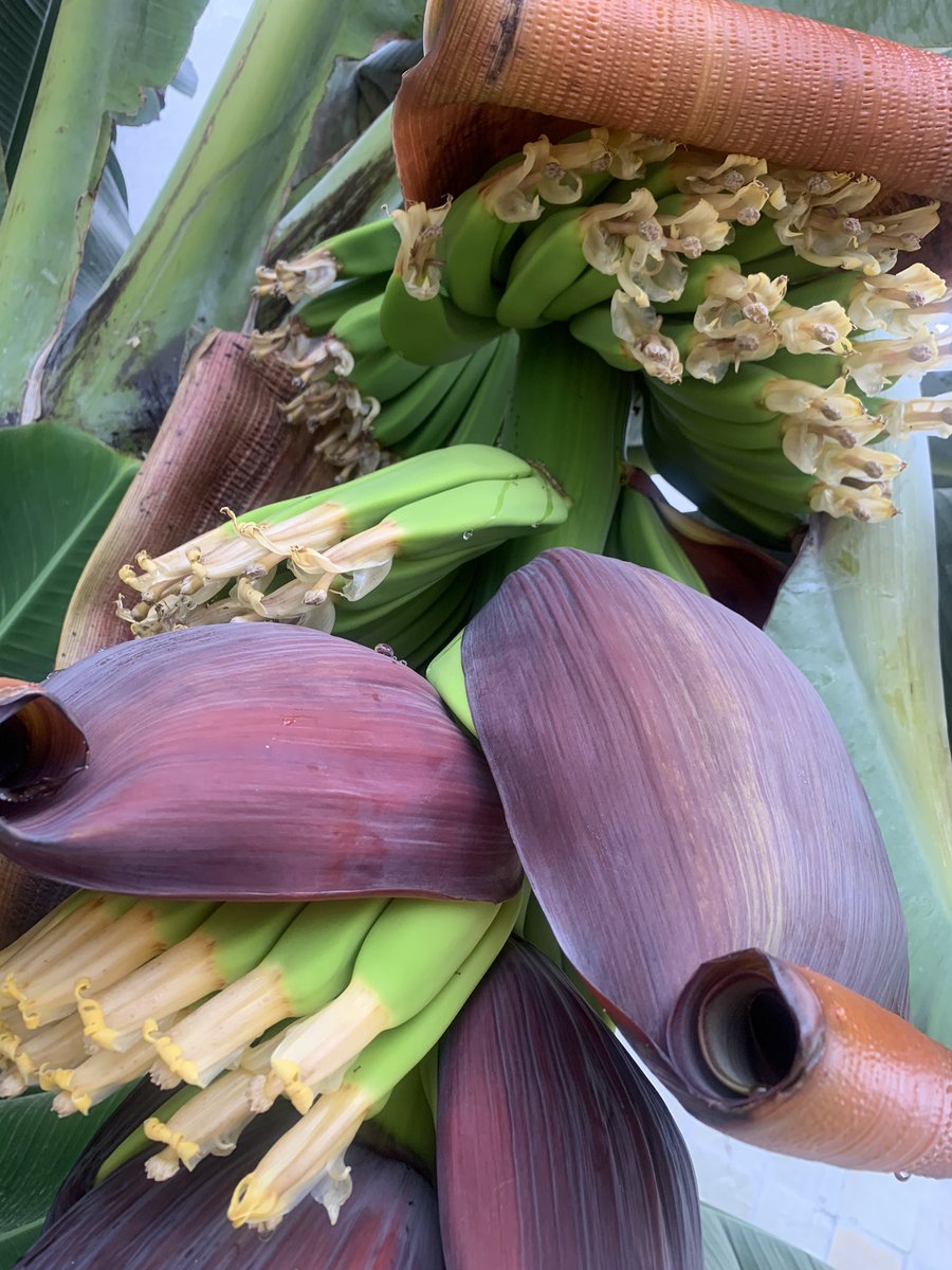 Liz_Kimani's tweet photo. In just a few days after I saw the bulge, the bananas are out - packed like dominos! Look!

Can’t wait for them to ripen! So regenerating! 

#RightToFood
#ZeroHunger 
#UrbanFarming
#KitchenGarden
#EdibleLanscaping
#UniversalFoodAccess
#UFA 
#foodsecurity https://t.co/ETOM71JAC1