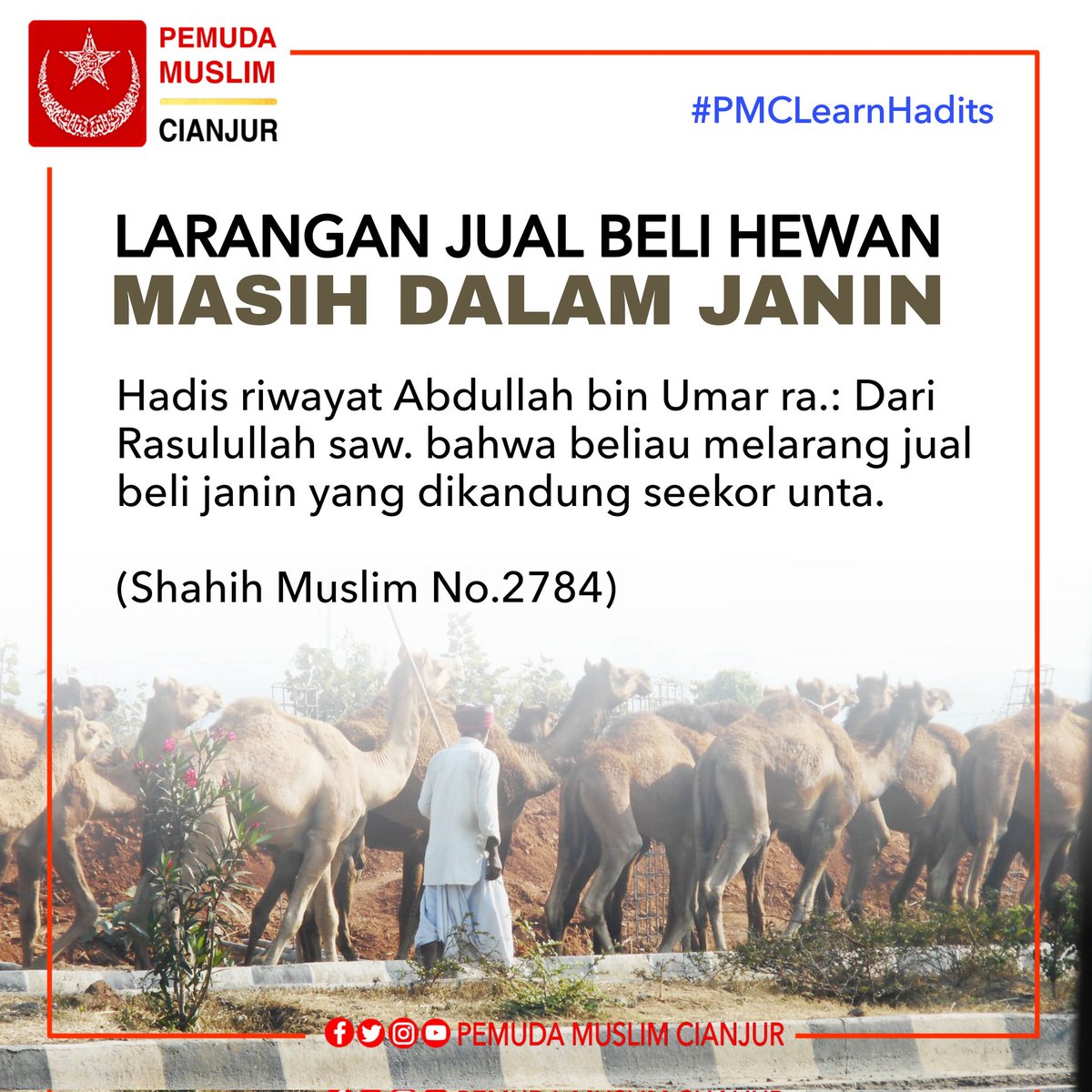 Pemuda Muslim Cianjur On Twitter Larangan Jual Beli Hewan Yang Masih Dalam Janin Pmclearnhadits