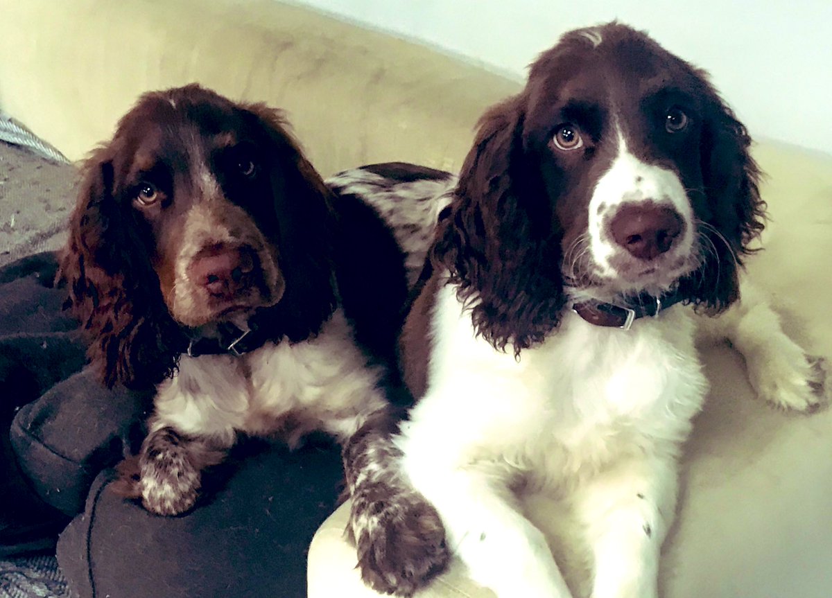 iain_w_anderson's tweet image. Your daily #joe #jarvis #joejarvis 🐶❤️