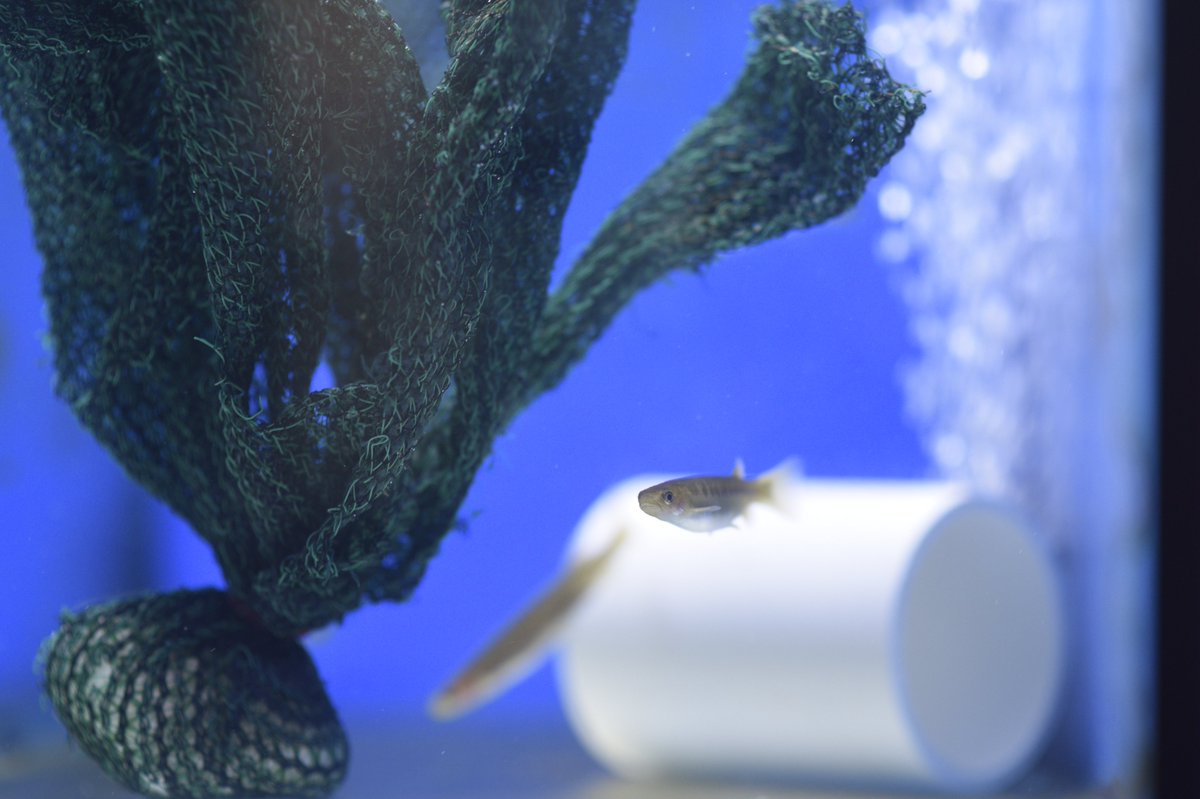 Just published the science for saving species research findings factsheet for my bushfire research from earlier in the year. <a href="/Franklin_EcoLab/">Franklin EcoLab</a>
nespthreatenedspecies.edu.au/media/2jan40vz…