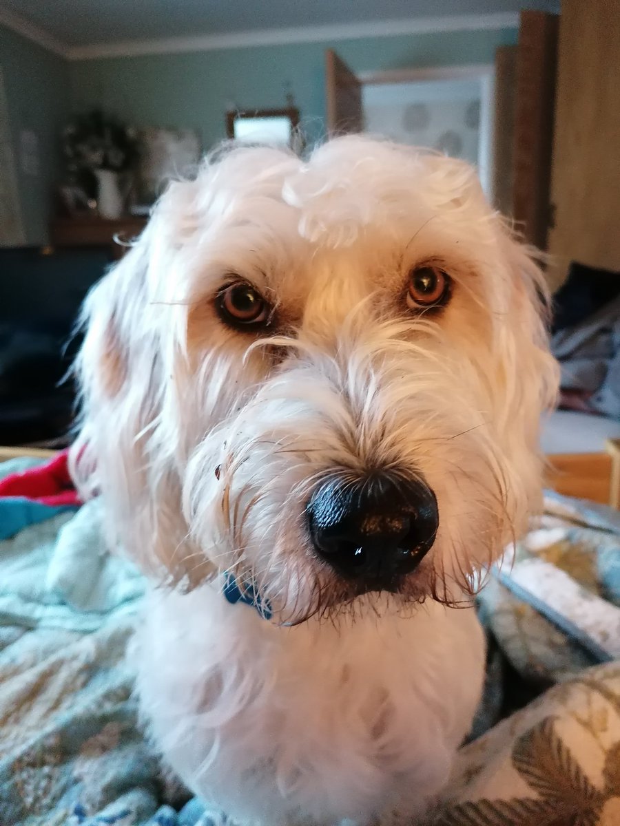 ArchieBall25's tweet photo. But now I have a wonderful life in my furever home https://t.co/tn2t0YiGxv