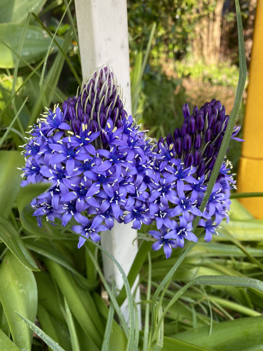 Scilla peruviana, one of my favourite bulbs #lockdownwalks