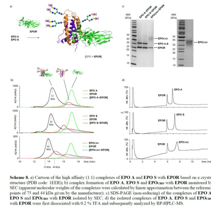 Recombinant human erythropoietin (EPO) and its 3 N-glycans: a robust and reproducible chemoenzymatic approach to glycoforms of EPO with and without sialic acids. Biological activity confirmed. @angew_chem bit.ly/3lMdCia

#glycotime