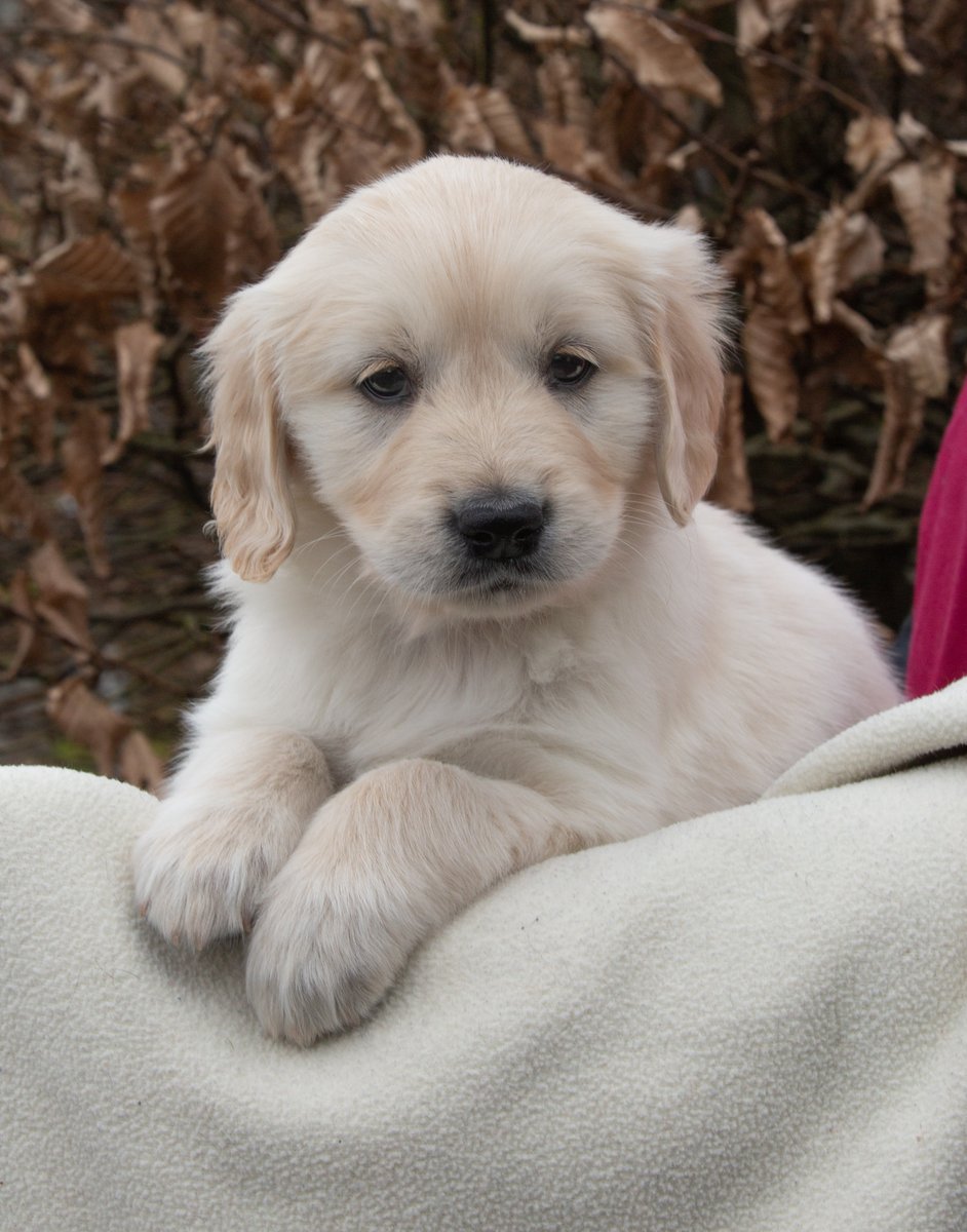 Meet Bessie! Our wonderful partner @AuntBessies is sponsoring guide dog puppy Bessie here on her journey to become a life-changing guide. We’ll keep you updated on her journey!
#GuideDogsUK #AuntBessies #CorporatePartners