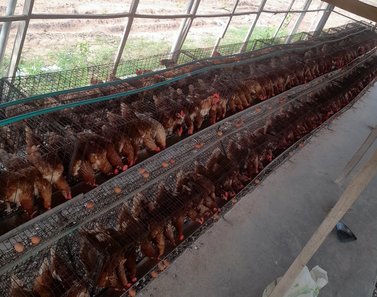 jarex2_official's tweet photo. The good times are here again for farmers in the Poultry Sector. Though, SBM is currently sold at N335/kg, the surprisingly drop in the price of new Maize &amp; the abundant rainfall we had of late will be of immense help. Thank you God! Long may this continue in your Mighty Name🤲💃 https://t.co/mtDsAwEKSy
