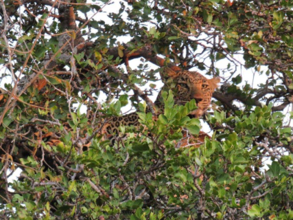 Garonga Safari Company tweet media