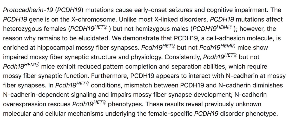 Female-specific synaptic dysfunction and cognitive impairment in a mouse model of PCDH19 disorder pubmed.ncbi.nlm.nih.gov/33859005/ - an imbalance of cell adhesion molecules (due to random X-inactivation) can be worse than total absence