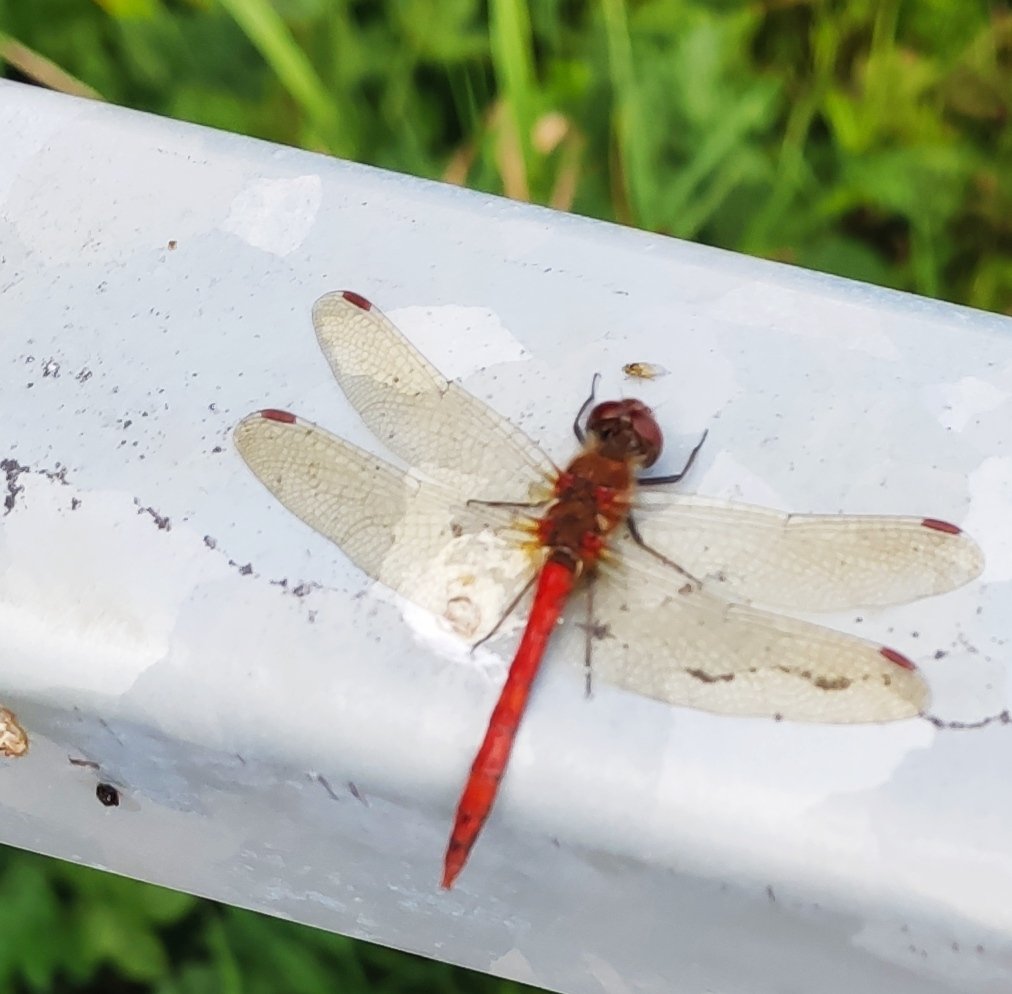 pat1mckenna's tweet photo. Red veined Darter from yesterday.@BioDataCentre https://t.co/1V2jJHHMsW
