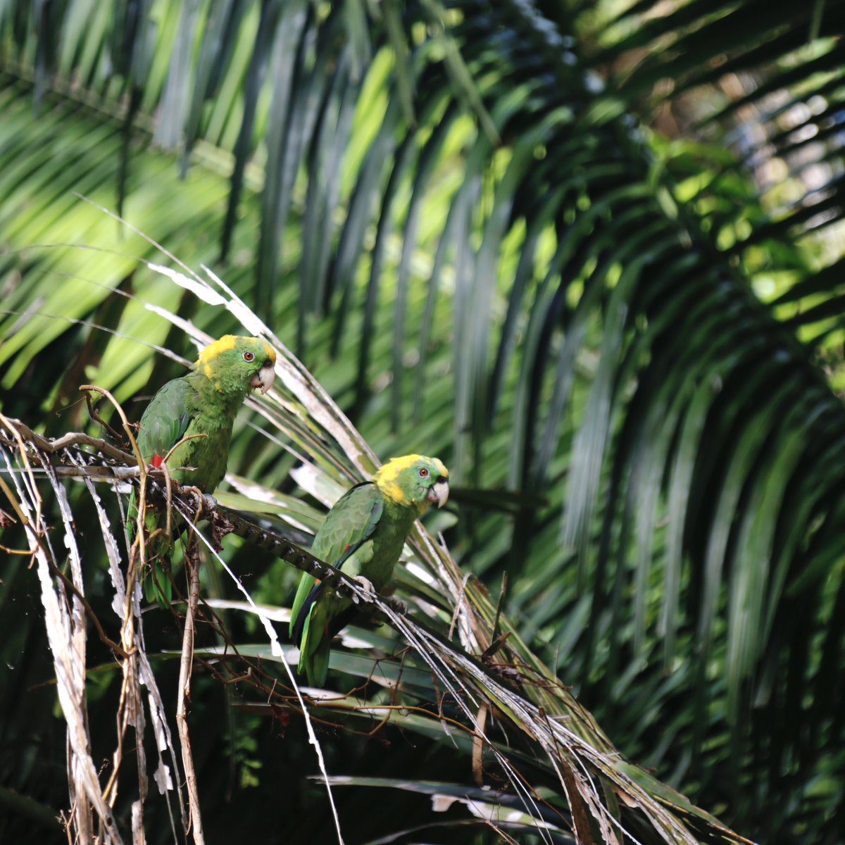 Since bringing the #Endangered #Yellownapedparrot under our guardianship this year, our team has conducted a baseline census and partnered with Equipo Tora Carey to monitor the species. Read more here: macawrecoverynetwork.org/gathering-data…