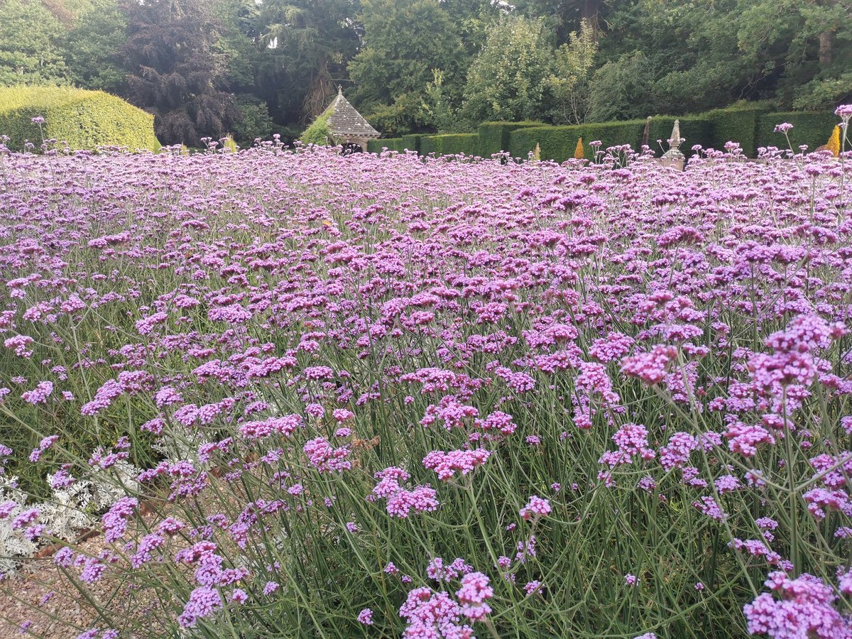 Fantastic display of Bonariensis <a href="/GlamisCastle/">Glamis Castle</a> today, never seen it quite so beautiful