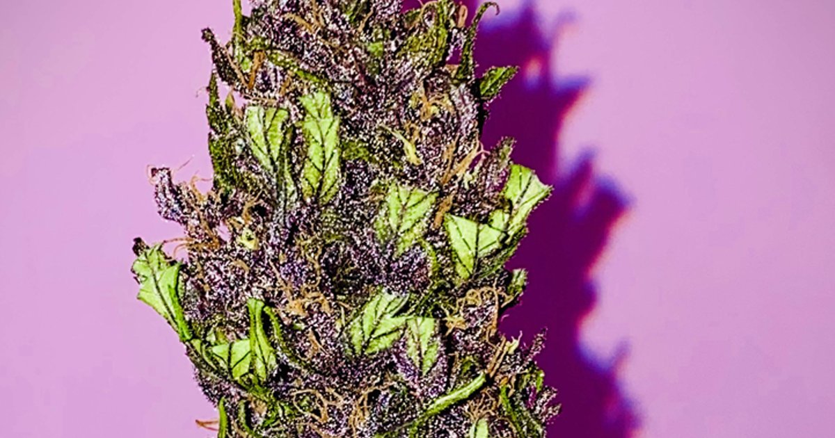HerbiesSeeds's tweet photo. Can you see these juicy trichomes? 👅
🌿 Devil Cream Auto (Sweet Seeds)
⚖️ 350 - 600 g/m² indoors / 40 - 175 g/plant outdoors
⏳ 56 days
📷 By: HirdoWeirdo (growdiaries)
#herbiesseeds #seedbank #fastbuds #grower #autoflower #feminized #plant #sensiseeds #rqs #devilcreamauto https://t.co/ogh4SdPOda