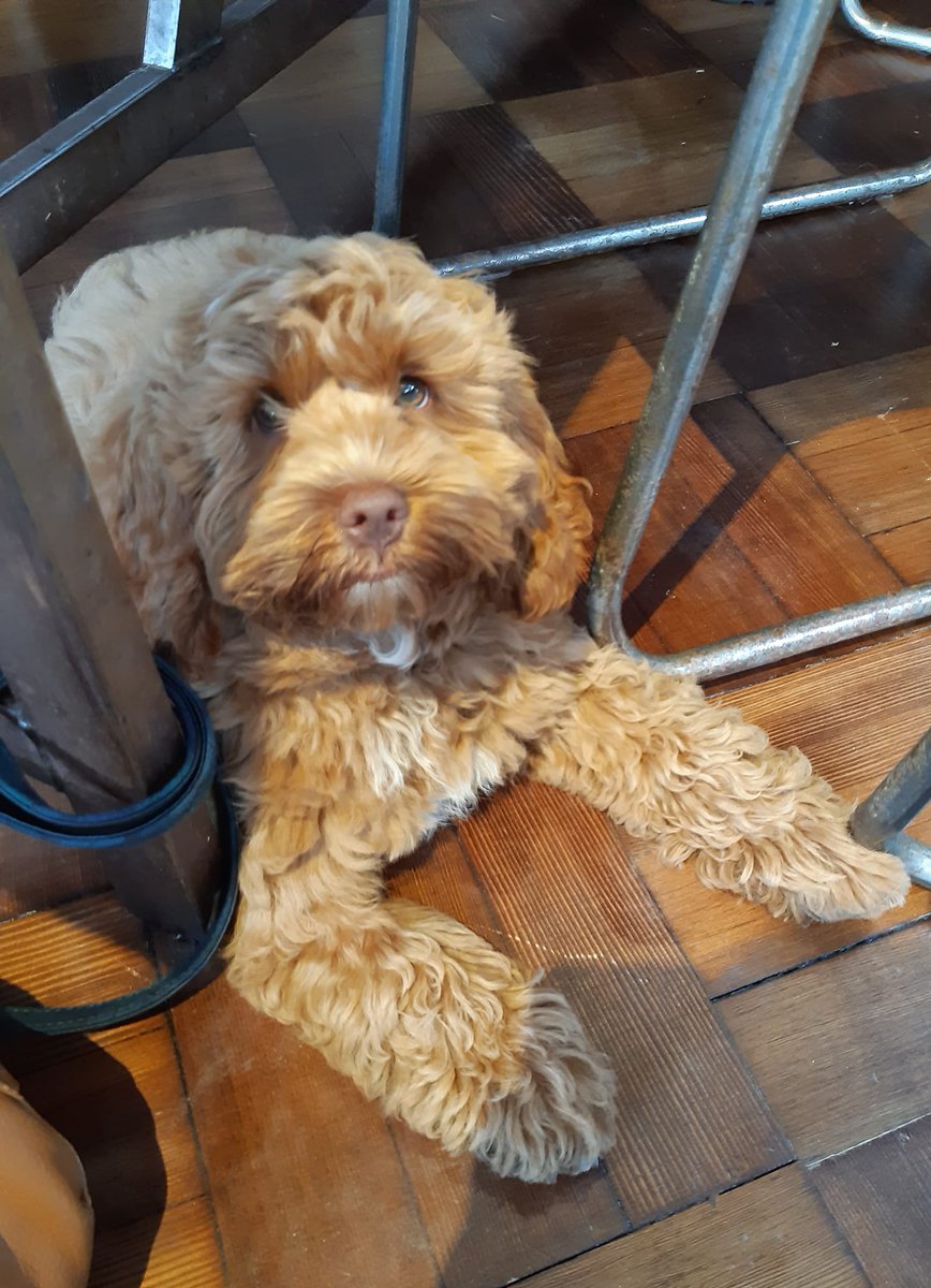 Cooper testing out the puppy dog eyes at lunch 👀🍗