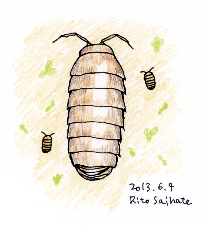 ダンゴムシ بحث في تويتر