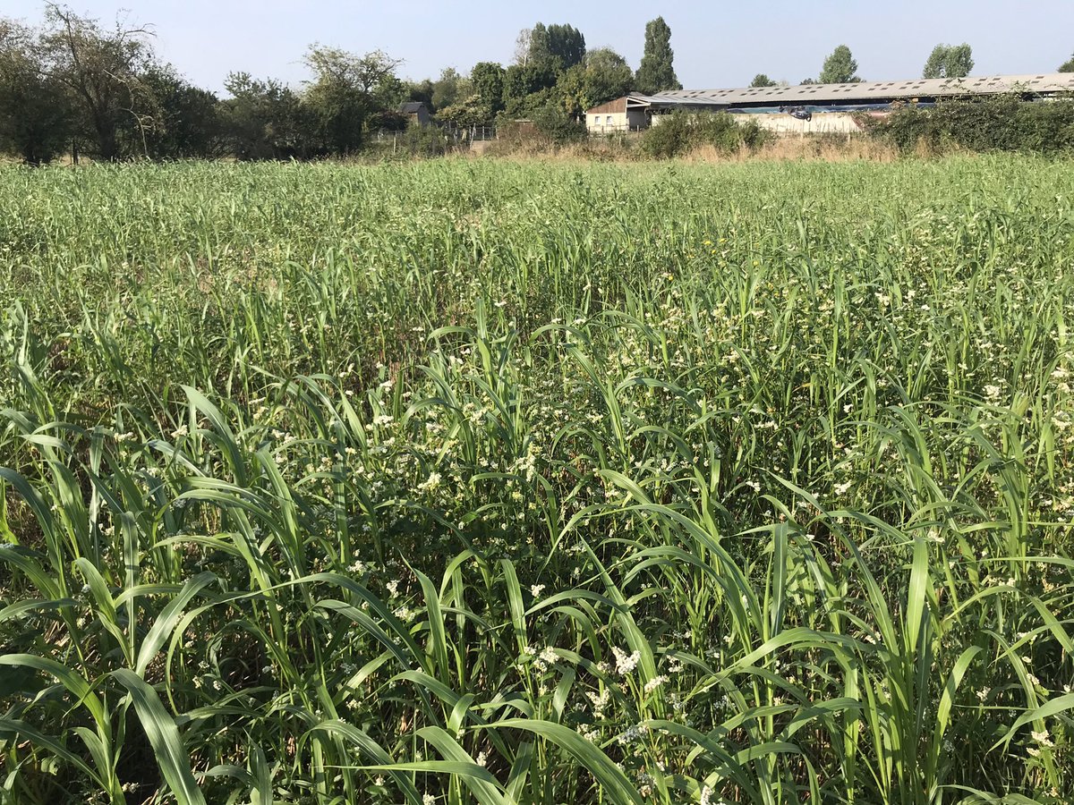 C’est parti pour la journée «Cultivons ensemble l’Agriculture de Conservation »
Premier atelier sur les doubles couverts et le stockage du carbone #ACS #CAPDL# <a href="/VRCA49/">Virginie</a> <a href="/DzL49/">DenisLaizé</a>