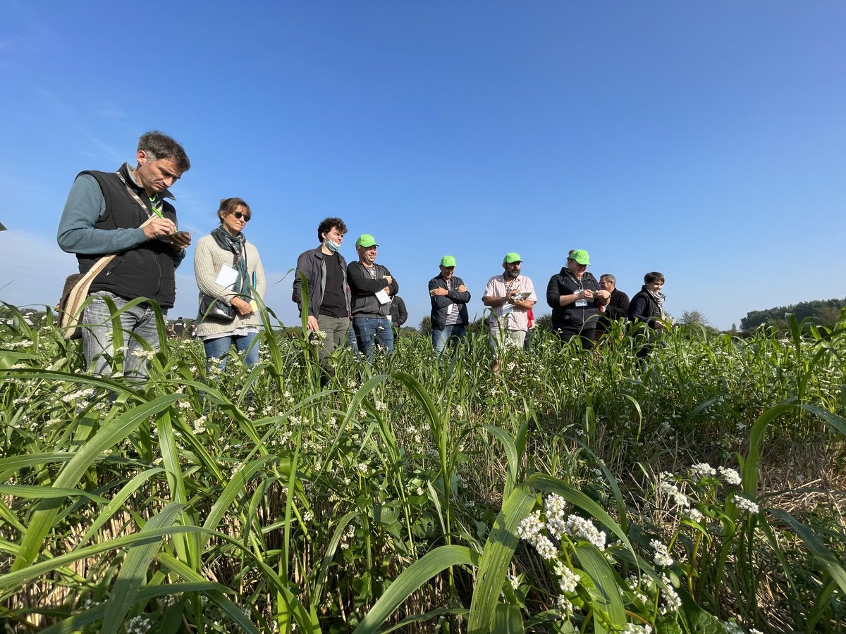 Comment optimiser la captation du carbone en interculture ? Ateliers participatifs aujourd’hui à Andard lors d’une journée #agriculturedeconservation avec ⁦<a href="/ChambagriPdL/">Chambres agri PdL</a>⁩ ⁦<a href="/FthomasTcs/">Frédéric THOMAS</a>⁩ ⁦<a href="/ChambagriFrance/">Chambres d'agriculture France</a>⁩ ⁦<a href="/DzL49/">DenisLaizé</a>⁩