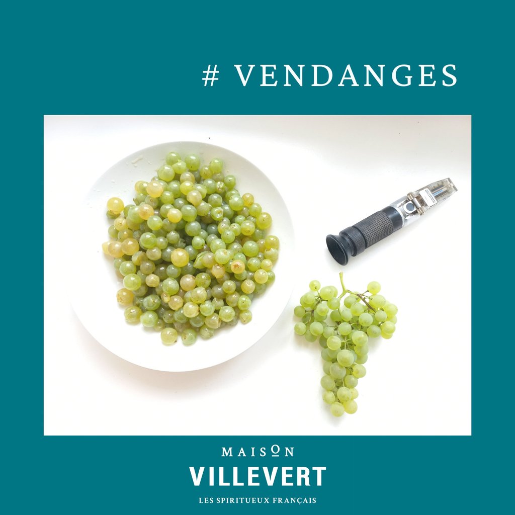 🇫🇷 Les vendanges arrivent … le contrôle de la maturité des raisins réalisé régulièrement détermine la date des vendanges et l’ordre de récolte des différentes parcelles en fonction du degré potentiel et de l'acidité.

#MaisonVillevert #vendanges #vendanges2021
