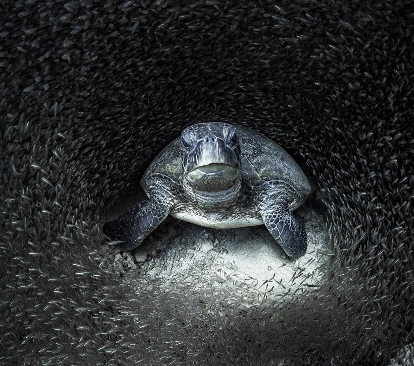 NikonProEurope's tweet photo. Congratulations to #Nikon marine life photographer Aimee Jan who was awarded Ocean Photographer of the Year for this striking image of an endangered green turtle surrounded by glass fish, located in Western Australia near the famous Ningaloo Reef. https://t.co/cHT0huO6ES