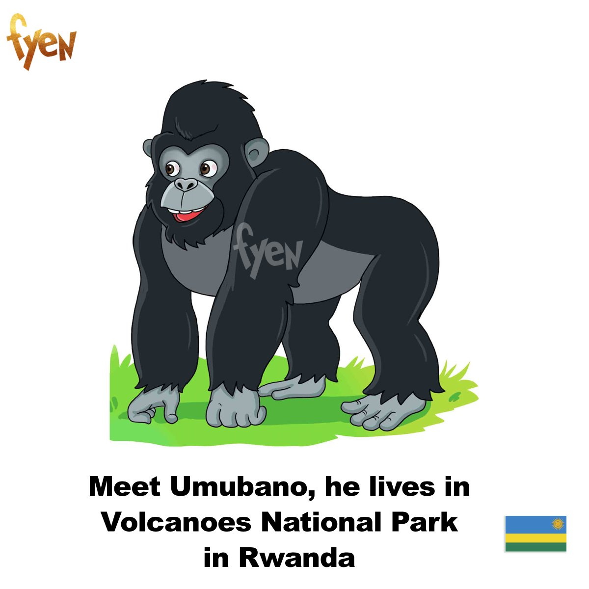 Fyenetwork's tweet image. We're continuing with the ntroduction of Bakary’s Friends in Adventure (FIA’s).

We're still in Rwanda and today, we bring you Umubano Mutesi’s best friend. 
Rwanda is home to some of the most beautiful mountain gorillas.  #BakaryOnSafari #ProtectOurAfricanParks