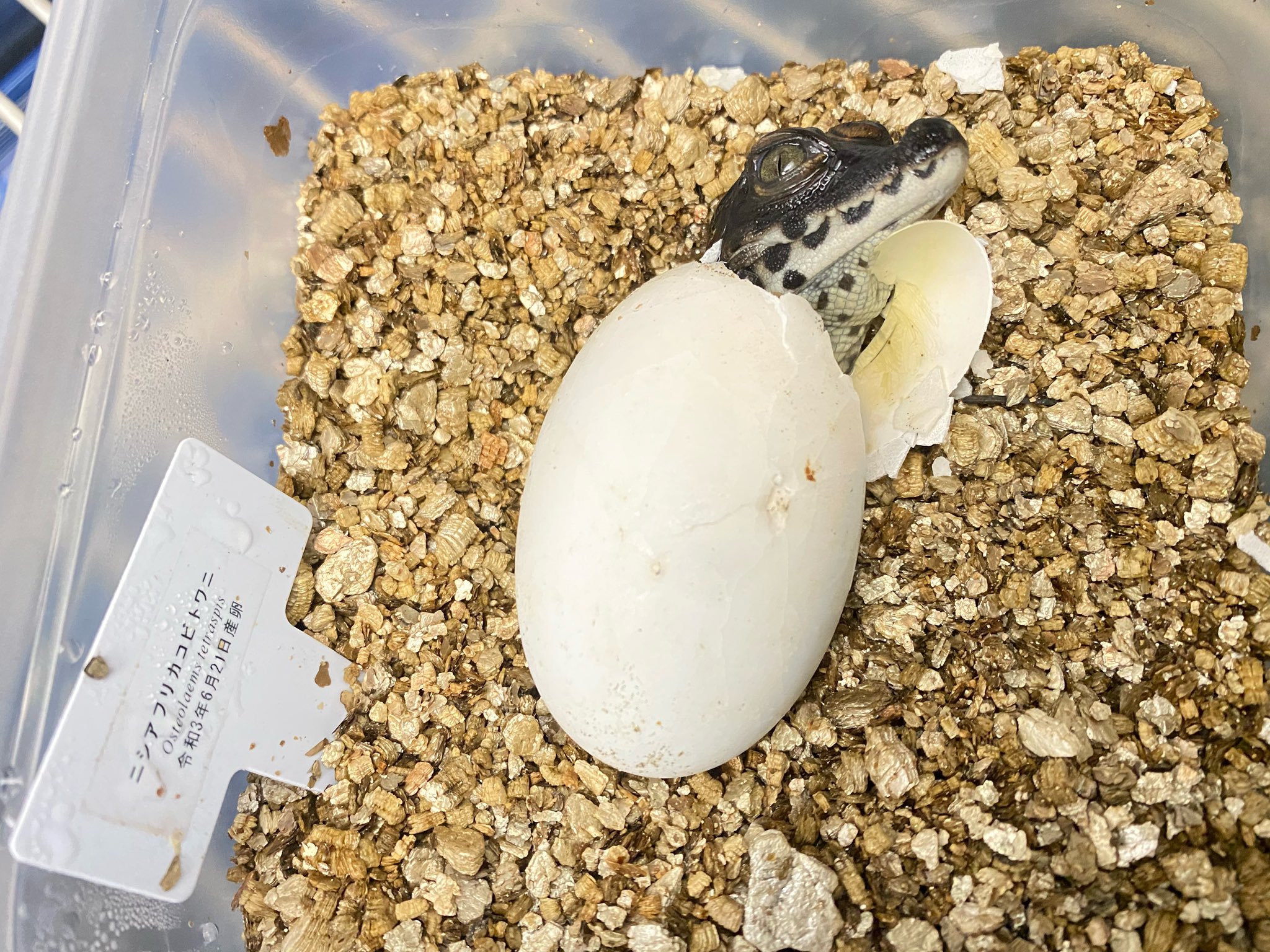 iZoo (体感型動物園イズー) على X: 
