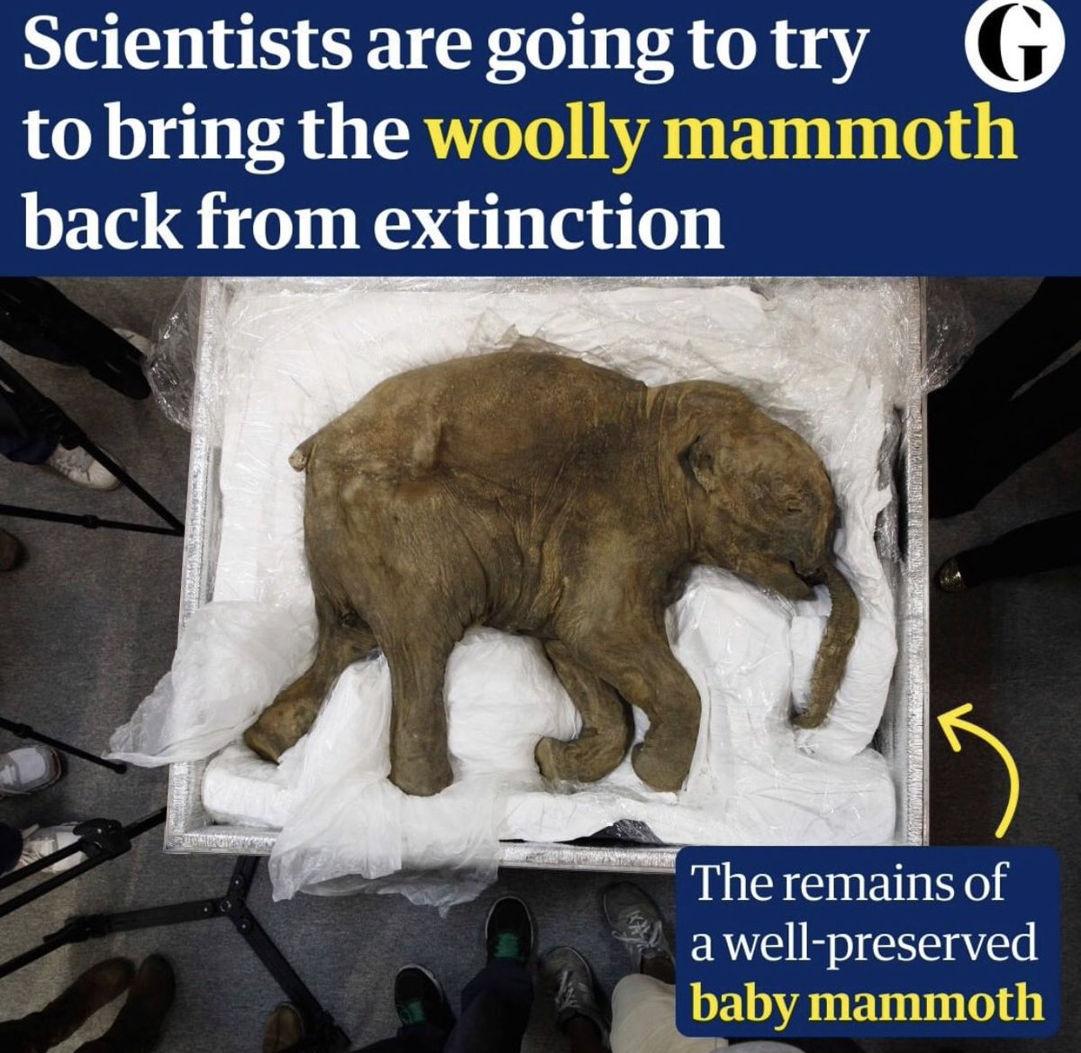 MohammedDimashk's tweet image. اذا عنجد هالخبر مزبوط... اوف وين رح نصير 😱😍♥️ #BackFromExtinction