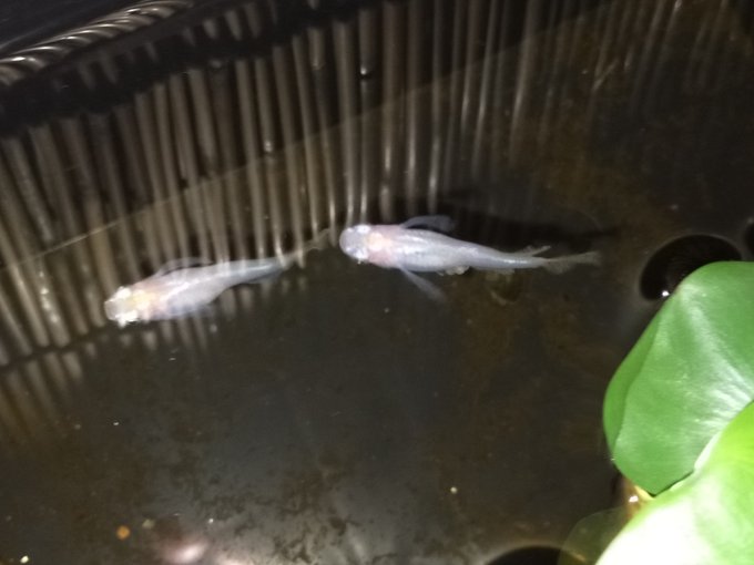 めだかのtwitterイラスト検索結果