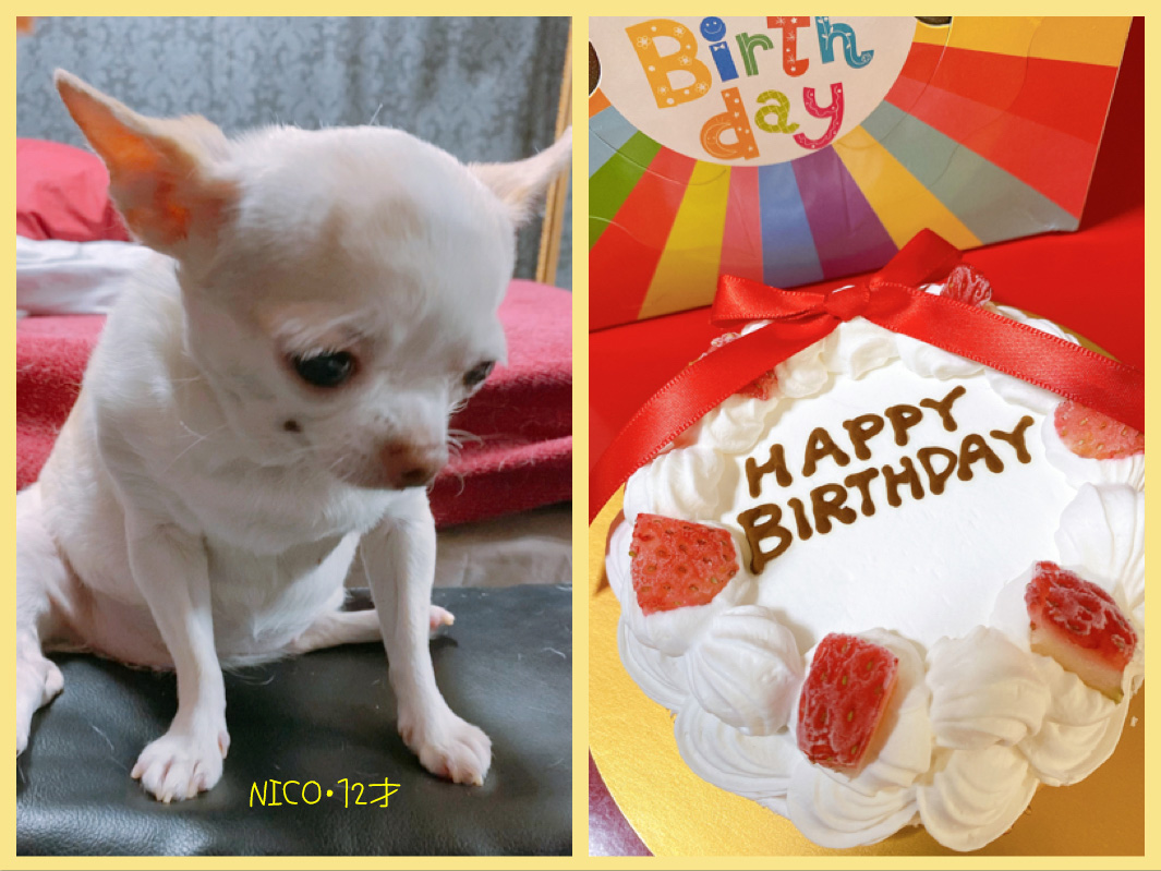 未夜 Miyo Miyo Tweet Twitter