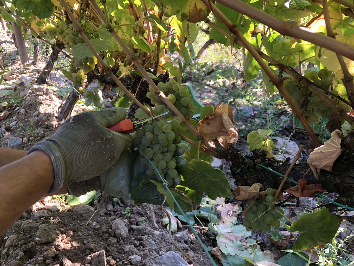 ✅👉 Hoxe comezou <a href="/Vino_rpalacios/">RAFAEL PALACIOS</a> a vendimar o godello nas ladeiras do Bibei, no concello do Bolo #Vendima2021