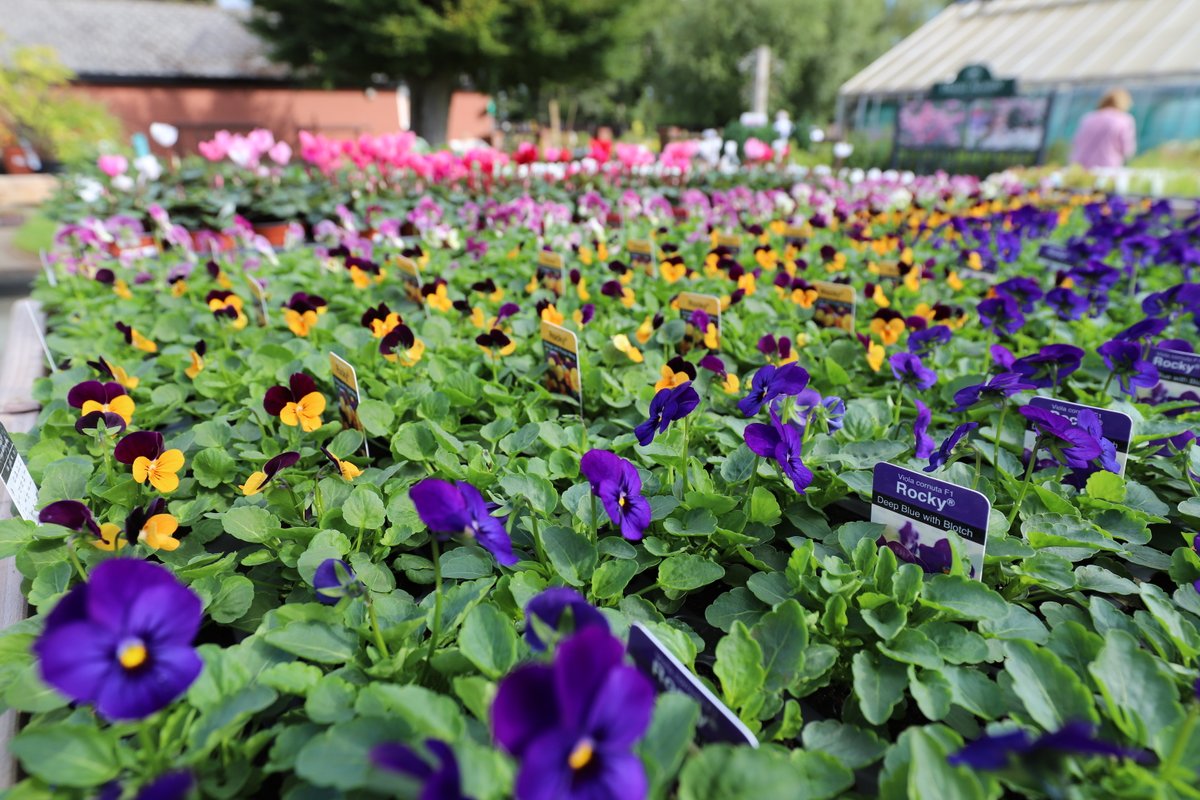 Inspired by #ChelseaFlowerShow? Visit #DerwenGardenCentre for your perennials and bedding plants, perfect for adding a pop of colour to your autumn garden. Open 9am-4pm Monday to Saturday, 10am-4pm on Sundays. visitderwen.co.uk <a href="/The_RHS/">The RHS</a>