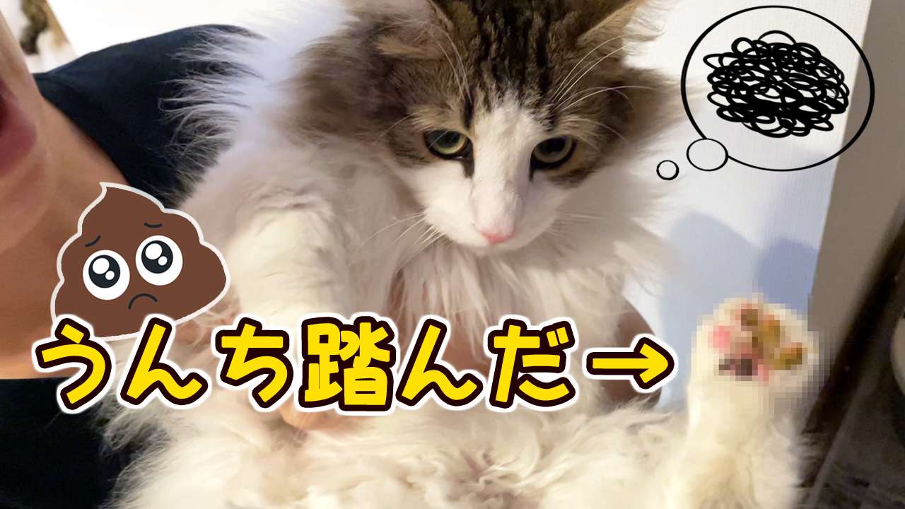 白耳マロンとイケにゃんジャン 猫のじゃんまろtv Youtube更新しました ジャンがついにやってしまいました うんち 踏んでしまいました T Co Xjs2tnlmvh うんち踏んだ ノルウェージャンフォレスト 大惨事 T Co 7bvg9fvlcx Twitter