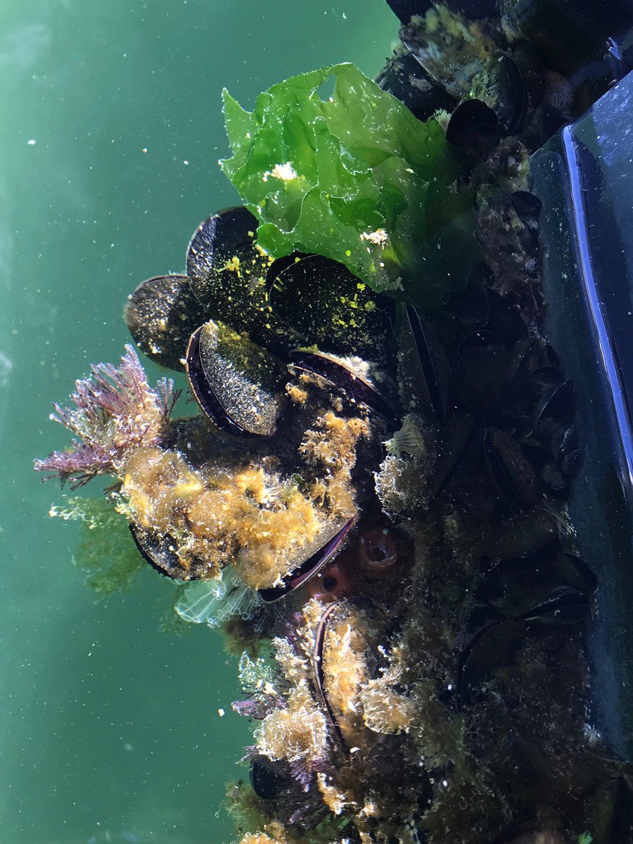 jkrmpp's tweet image. It’s looking good for an extended Blue Mussel spawning season to get another week (or two?) of research collections 🤞🏻