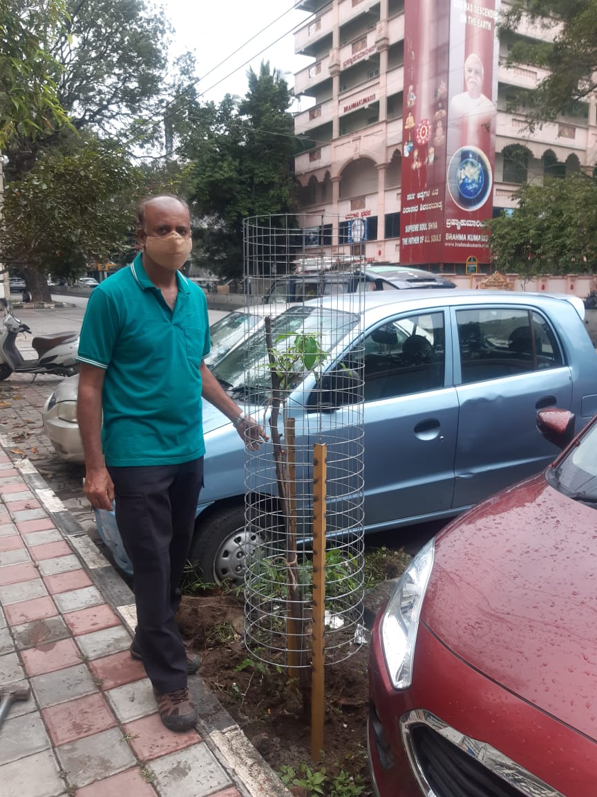 RathaHasiru's tweet photo. Maintenance works carried out near tagore circle underpass. Replaced bamboo guards with metal ones. #hasiruratha #Bengaluru #greenbangalore #AdoptASapling #savetrees #environment #plantatreechallenge https://t.co/PWMUZjJvGb